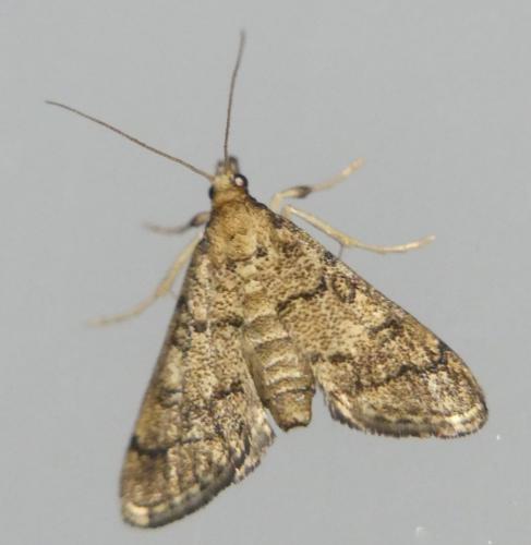 Metasia sp.